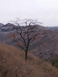 红叶.jpg