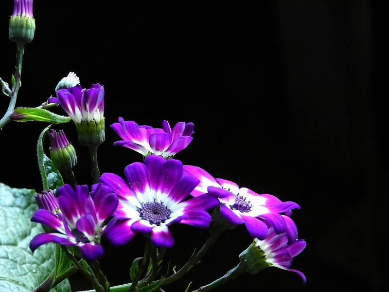 瓜叶菊紫色.jpg